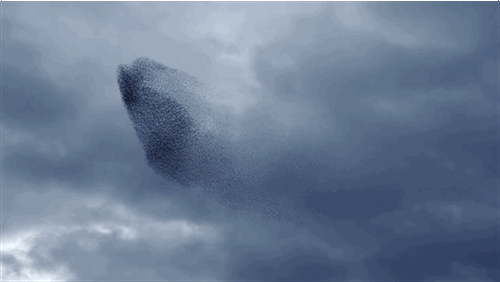 Robust Optimization in Bird Swarms